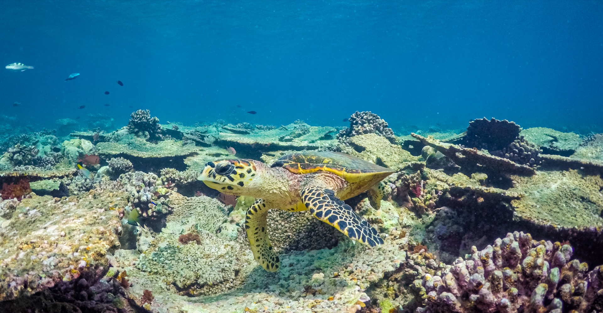 Sea turtle gliding through blue water